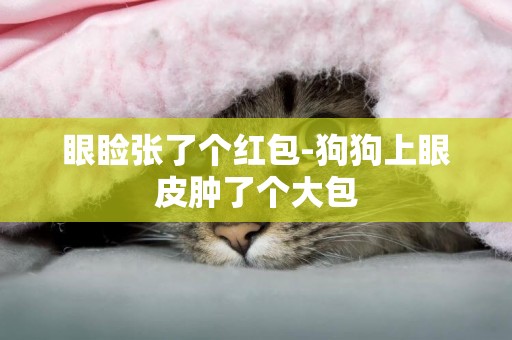 眼瞼張了個紅包-狗狗上眼皮腫了個大包