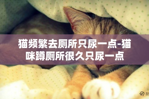 貓頻繁去廁所只尿一點-貓咪蹲廁所很久只尿一點