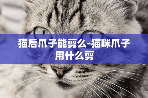 貓后爪子能剪么-貓咪爪子用什么剪