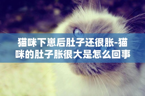 貓咪下崽后肚子還很脹-貓咪的肚子脹很大是怎么回事