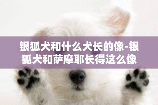銀狐犬和什么犬長的像-銀狐犬和薩摩耶長得這么像