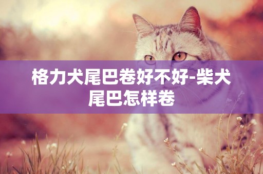 格力犬尾巴卷好不好-柴犬尾巴怎樣卷