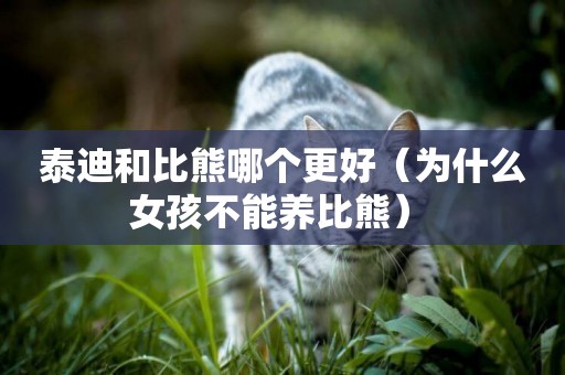 泰迪和比熊哪個更好（為什么女孩不能養比熊） 