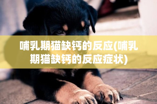 哺乳期貓缺鈣的反應(哺乳期貓缺鈣的反應癥狀)