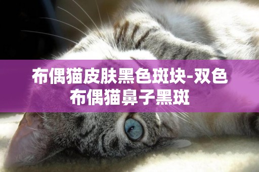 布偶貓皮膚黑色斑塊-雙色布偶貓鼻子黑斑