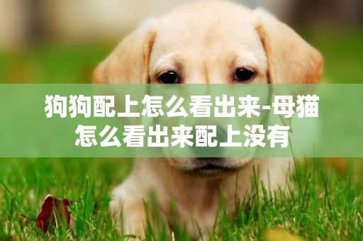 狗狗配上怎么看出來-母貓怎么看出來配上沒有