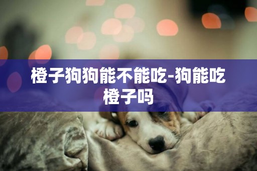 橙子狗狗能不能吃-狗能吃橙子嗎