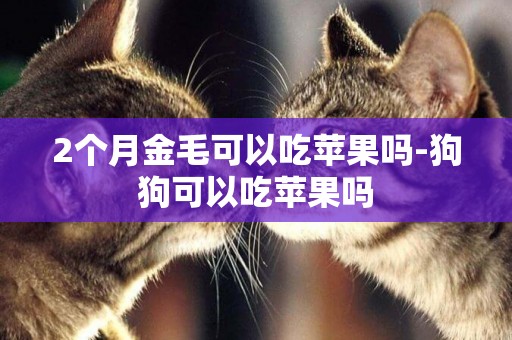 2個月金毛可以吃蘋果嗎-狗狗可以吃蘋果嗎