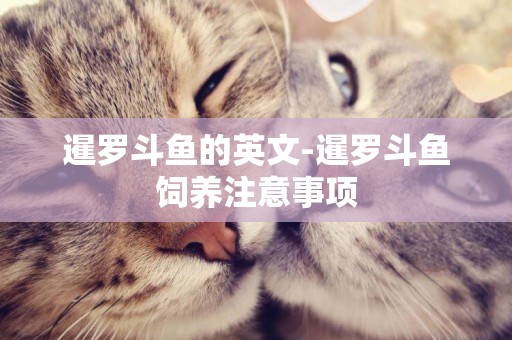 暹羅斗魚的英文-暹羅斗魚飼養注意事項