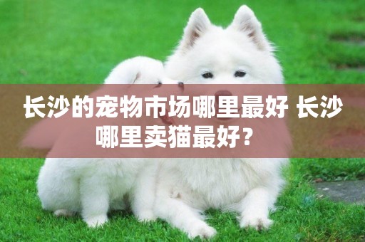 長沙的寵物市場哪里最好 長沙哪里賣貓最好？ 