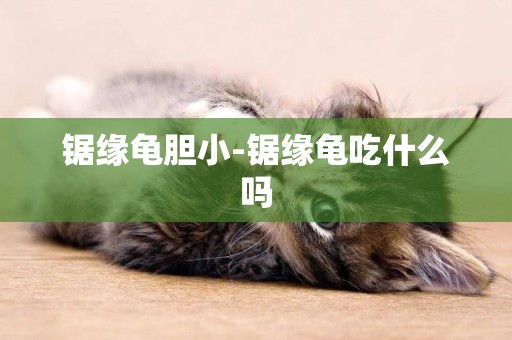 鋸緣龜膽小-鋸緣龜吃什么嗎