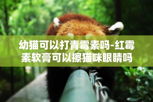幼貓可以打青霉素嗎-紅霉素軟膏可以擦貓咪眼睛嗎