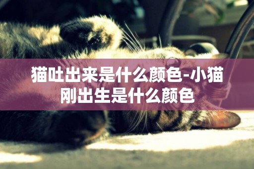 貓吐出來是什么顏色-小貓剛出生是什么顏色