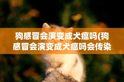 狗感冒會演變成犬瘟嗎(狗感冒會演變成犬瘟嗎會傳染嗎)