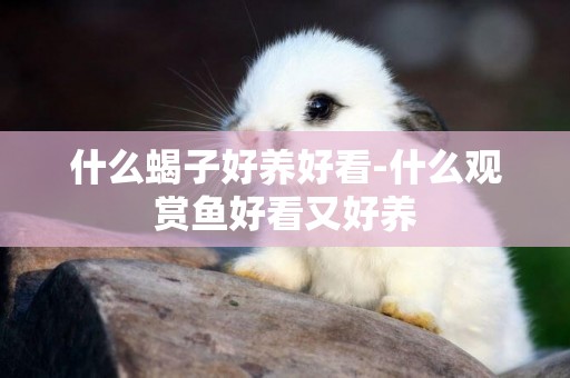 什么蝎子好養好看-什么觀賞魚好看又好養