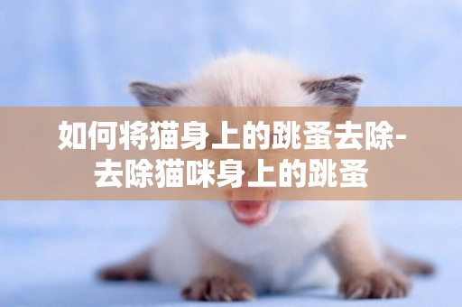 如何將貓身上的跳蚤去除-去除貓咪身上的跳蚤