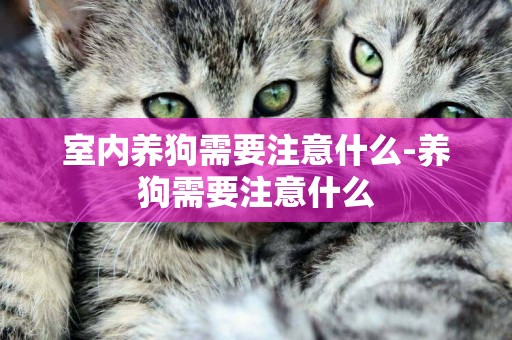 室內養狗需要注意什么-養狗需要注意什么