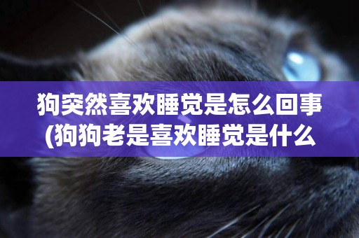 狗突然喜歡睡覺是怎么回事(狗狗老是喜歡睡覺是什么原因)