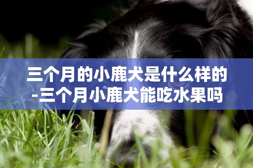 三個月的小鹿犬是什么樣的-三個月小鹿犬能吃水果嗎