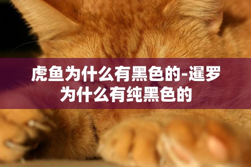 虎魚為什么有黑色的-暹羅為什么有純黑色的