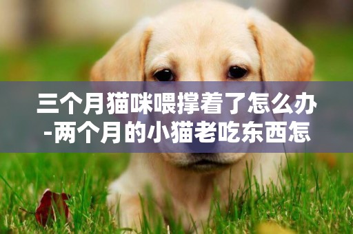 三個月貓咪喂撐著了怎么辦-兩個月的小貓老吃東西怎么辦
