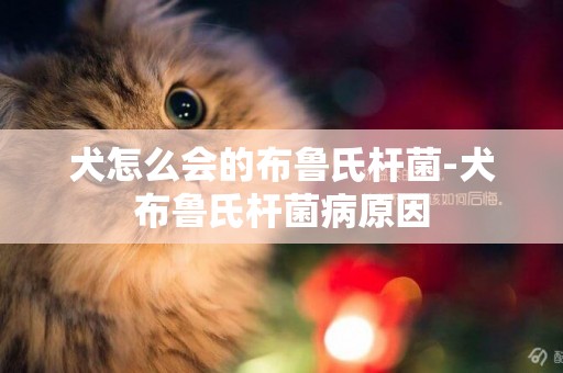 犬怎么會的布魯氏桿菌-犬布魯氏桿菌病原因