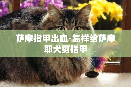 薩摩指甲出血-怎樣給薩摩耶犬剪指甲