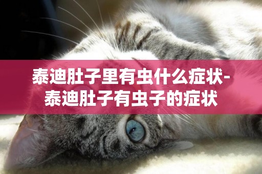 泰迪肚子里有蟲什么癥狀-泰迪肚子有蟲子的癥狀