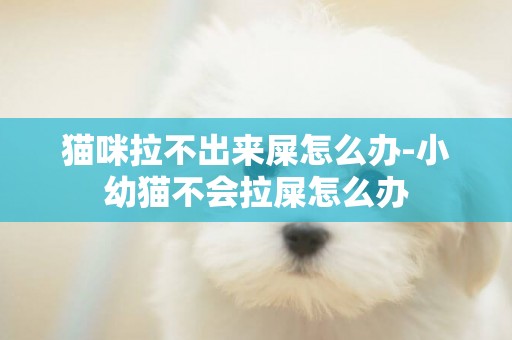 貓咪拉不出來屎怎么辦-小幼貓不會拉屎怎么辦