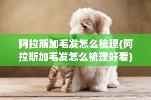 阿拉斯加毛發怎么梳理(阿拉斯加毛發怎么梳理好看)