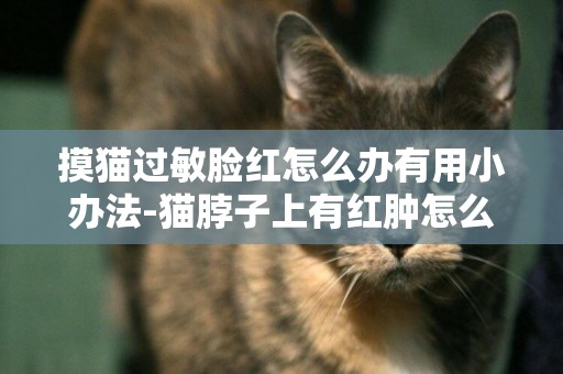 摸貓過敏臉紅怎么辦有用小辦法-貓脖子上有紅腫怎么辦