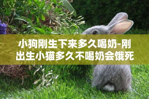 小狗剛生下來多久喝奶-剛出生小貓多久不喝奶會餓死
