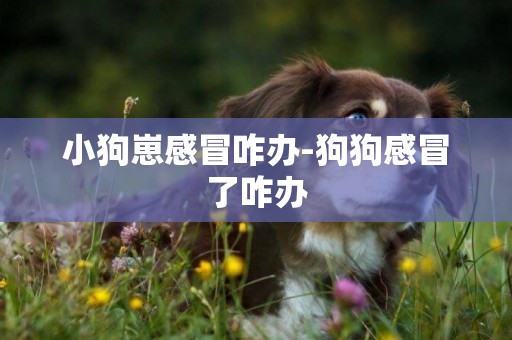 小狗崽感冒咋辦-狗狗感冒了咋辦