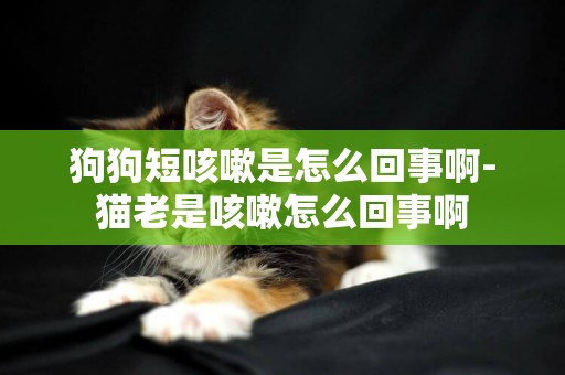 狗狗短咳嗽是怎么回事啊-貓老是咳嗽怎么回事啊