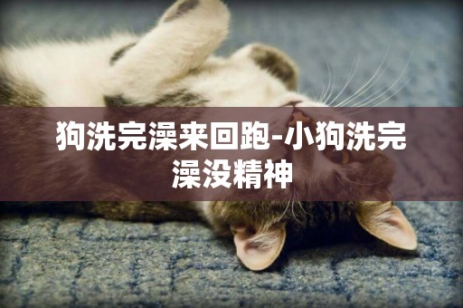 狗洗完澡來回跑-小狗洗完澡沒精神