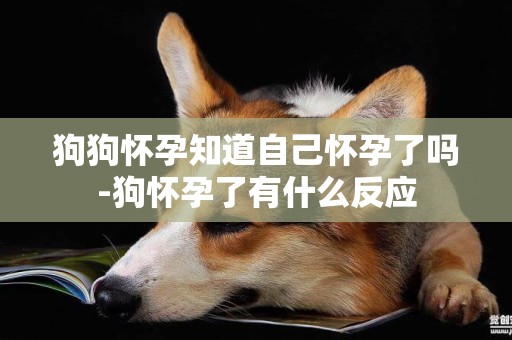 狗狗懷孕知道自己懷孕了嗎-狗懷孕了有什么反應