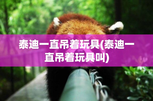 泰迪一直吊著玩具(泰迪一直吊著玩具叫)
