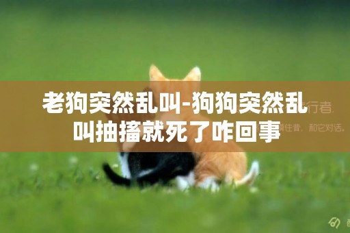 老狗突然亂叫-狗狗突然亂叫抽搐就死了咋回事
