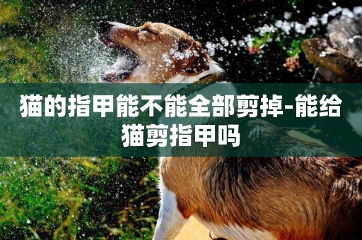 貓的指甲能不能全部剪掉-能給貓剪指甲嗎