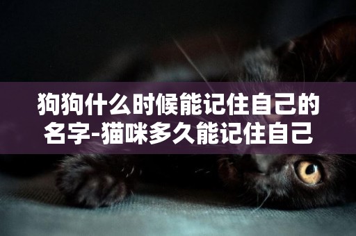 狗狗什么時候能記住自己的名字-貓咪多久能記住自己的名字