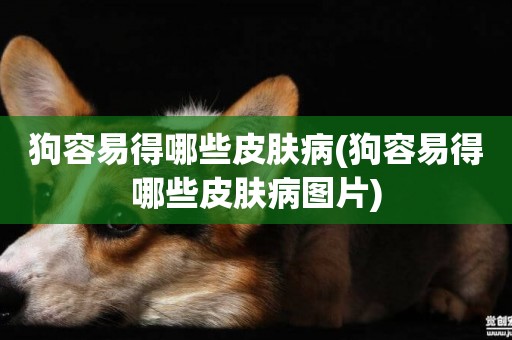 狗容易得哪些皮膚病(狗容易得哪些皮膚病圖片)