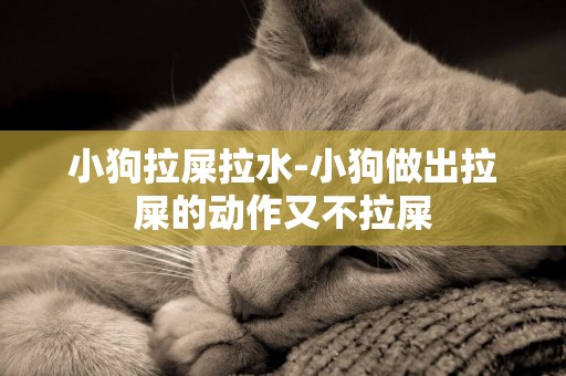 小狗拉屎拉水-小狗做出拉屎的動作又不拉屎