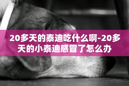 20多天的泰迪吃什么啊-20多天的小泰迪感冒了怎么辦