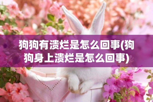 狗狗有潰爛是怎么回事(狗狗身上潰爛是怎么回事)