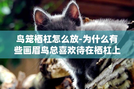 鳥籠棲杠怎么放-為什么有些畫眉鳥總喜歡待在棲杠上不下來呢