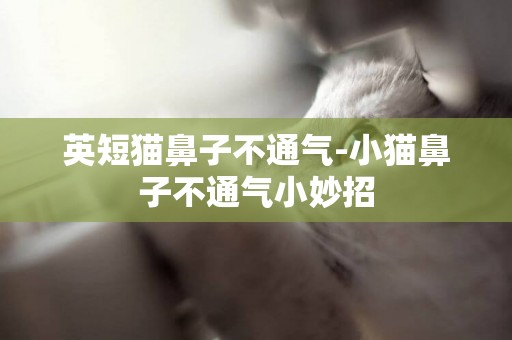 英短貓鼻子不通氣-小貓鼻子不通氣小妙招