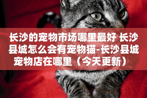 長沙的寵物市場哪里最好 長沙縣城怎么會有寵物貓-長沙縣城寵物店在哪里（今天更新） 