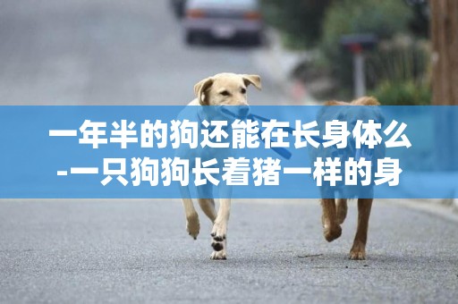 一年半的狗還能在長身體么-一只狗狗長著豬一樣的身體
