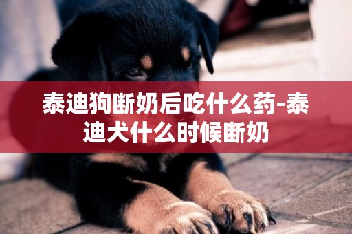 泰迪狗斷奶后吃什么藥-泰迪犬什么時候斷奶