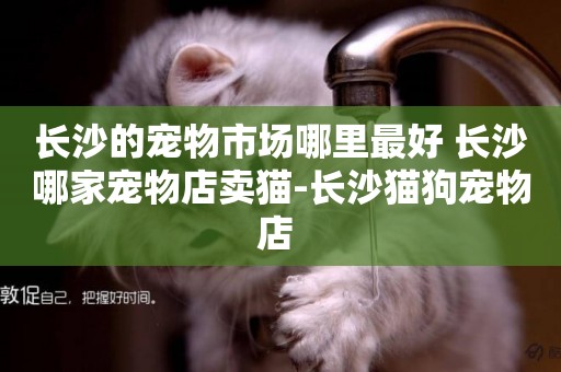 長沙的寵物市場哪里最好 長沙哪家寵物店賣貓-長沙貓狗寵物店 